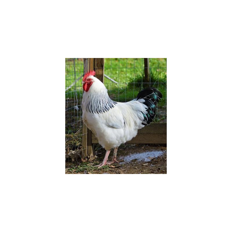 Light Sussex day old chick Light Sussex day old chick