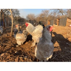 Light Sussex parent stock