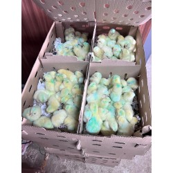 Ross 308 day old chicks...