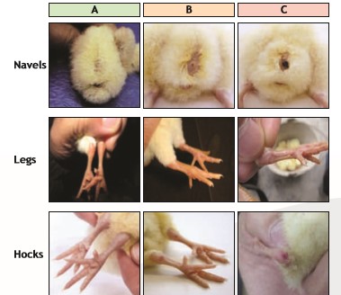 Day old chick quality